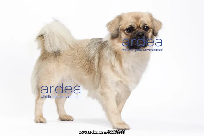 : 80200804 Dog - Tibetan Spaniel Jean-Michel Labat : 80200804 Dog - Tibetan Spaniel Jean-Michel Labat