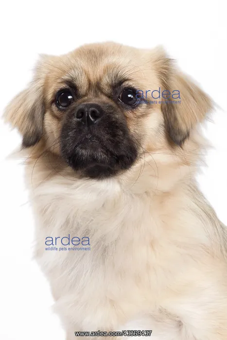 : 80200805 Dog - Tibetan Spaniel Jean-Michel Labat : 80200805 Dog - Tibetan Spaniel Jean-Michel Labat