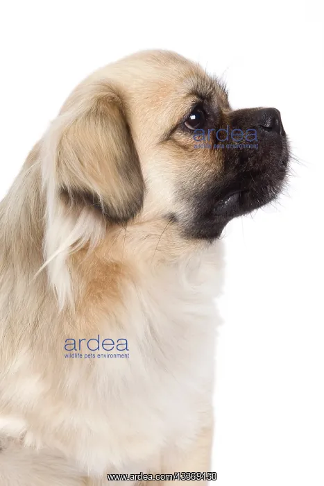 : 80200806 Dog - Tibetan Spaniel Jean-Michel Labat : 80200806 Dog - Tibetan Spaniel Jean-Michel Labat