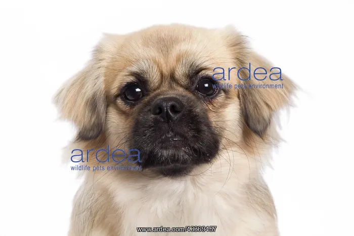 : 80200807 Dog - Tibetan Spaniel Jean-Michel Labat : 80200807 Dog - Tibetan Spaniel Jean-Michel Labat