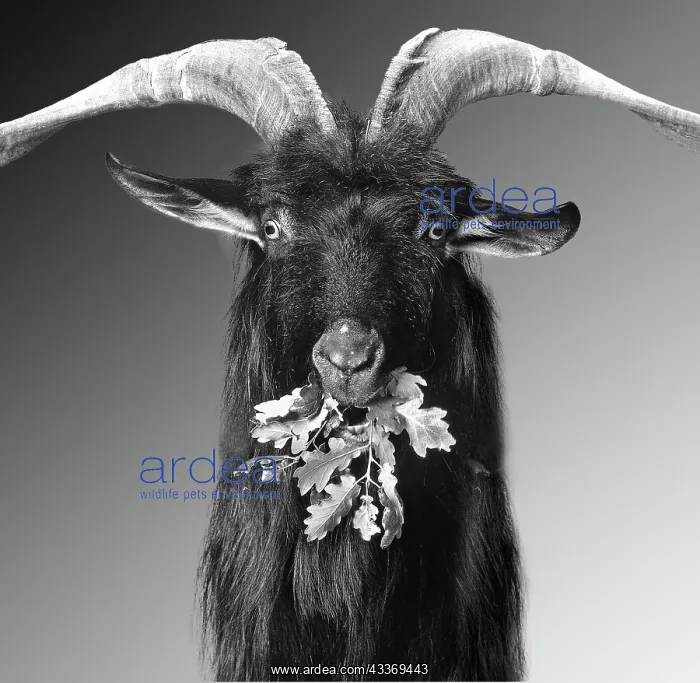 : 80200808 Goat - black and white Jean-Michel Labat : 80200808 Goat - black and white Jean-Michel Labat