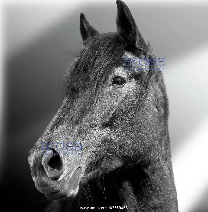 : 80200809 Domestic Horse - black and white Jean-Michel : 80200809 Domestic Horse - black and white Jean-Michel