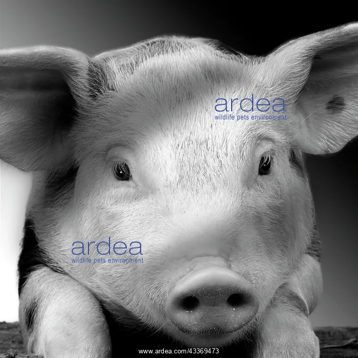 : 80200810 Pig - black and white Jean-Michel Labat : 80200810 Pig - black and white Jean-Michel Labat