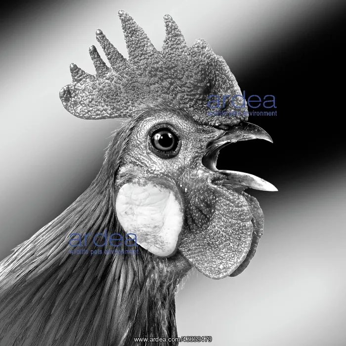 : 80200811 Chicken - Cockerel crowing - black and : 80200811 Chicken - Cockerel crowing - black and