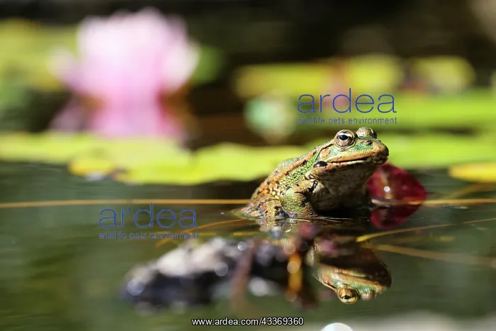 : 80200812 Green Frog Jean-Michel Labat All images : 80200812 Green Frog Jean-Michel Labat All images