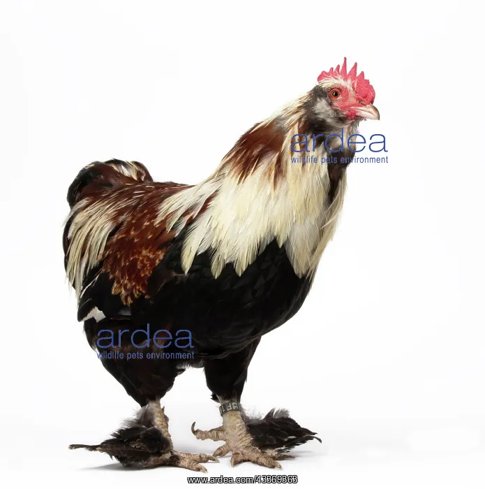 : 80200813 Chicken - Faverolles Salmon Dwarf Cockerels : 80200813 Chicken - Faverolles Salmon Dwarf Cockerels