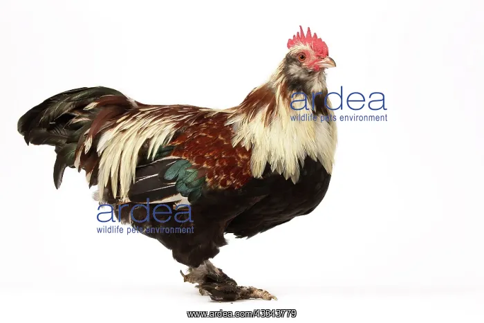: 80200814 Chicken - Faverolles Salmon Dwarf Cockerels : 80200814 Chicken - Faverolles Salmon Dwarf Cockerels