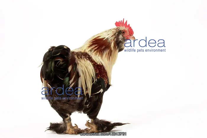  : 80200815 Chicken - Faverolles Salmon Dwarf Cockerels