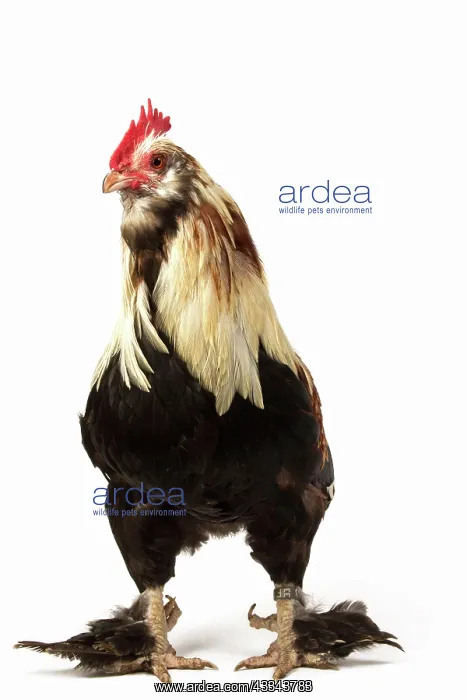 : 80200816 Chicken - Faverolles Salmon Dwarf Cockerels : 80200816 Chicken - Faverolles Salmon Dwarf Cockerels
