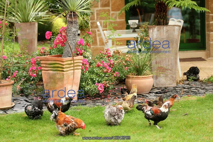 : 80200817 Domestic Chickens Jean-Michel Labat All : 80200817 Domestic Chickens Jean-Michel Labat All