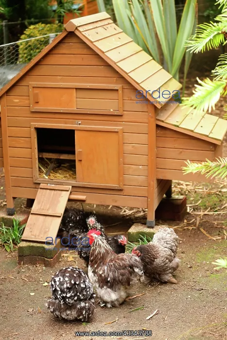 : 80200818 Domestic Chickens Jean-Michel Labat All : 80200818 Domestic Chickens Jean-Michel Labat All