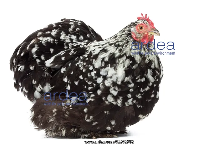 : 80200820 Orpington Chicken Jean-Michel Labat All : 80200820 Orpington Chicken Jean-Michel Labat All