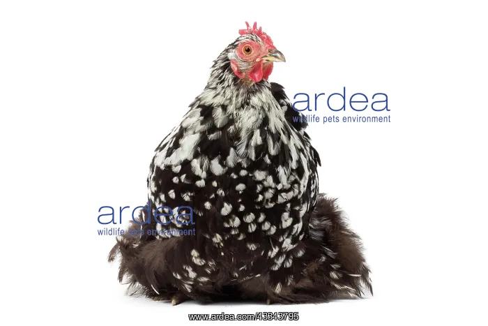 : 80200821 Orpington Chicken Jean-Michel Labat All : 80200821 Orpington Chicken Jean-Michel Labat All