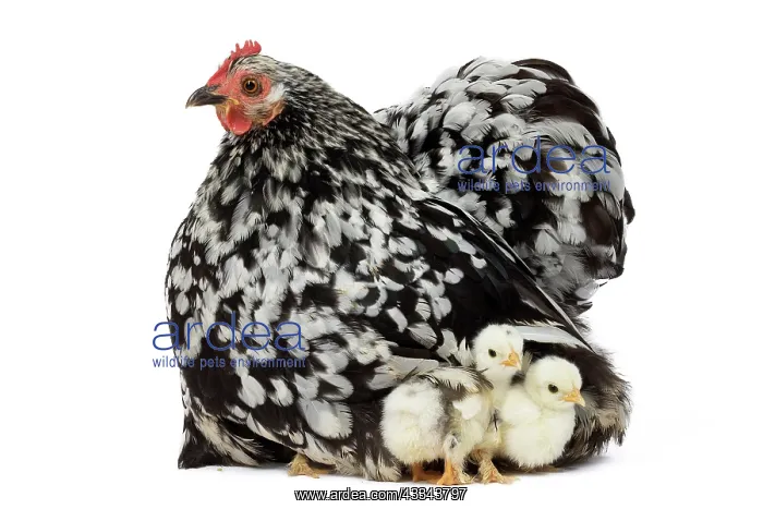 : 80200822 Orpington Chicken with chicks Jean-Michel : 80200822 Orpington Chicken with chicks Jean-Michel
