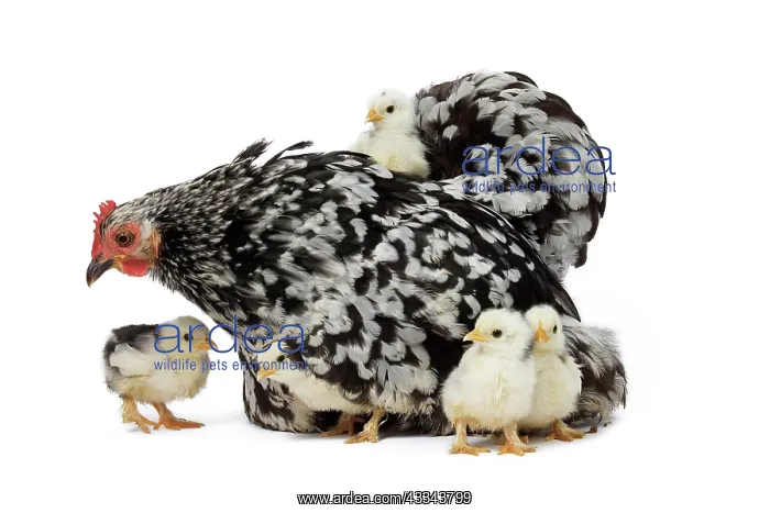 : 80200823 Orpington Chicken with chicks Jean-Michel : 80200823 Orpington Chicken with chicks Jean-Michel