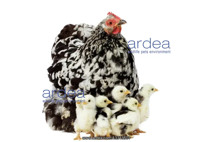  : 80200824 Orpington Chicken with chicks Jean-Michel