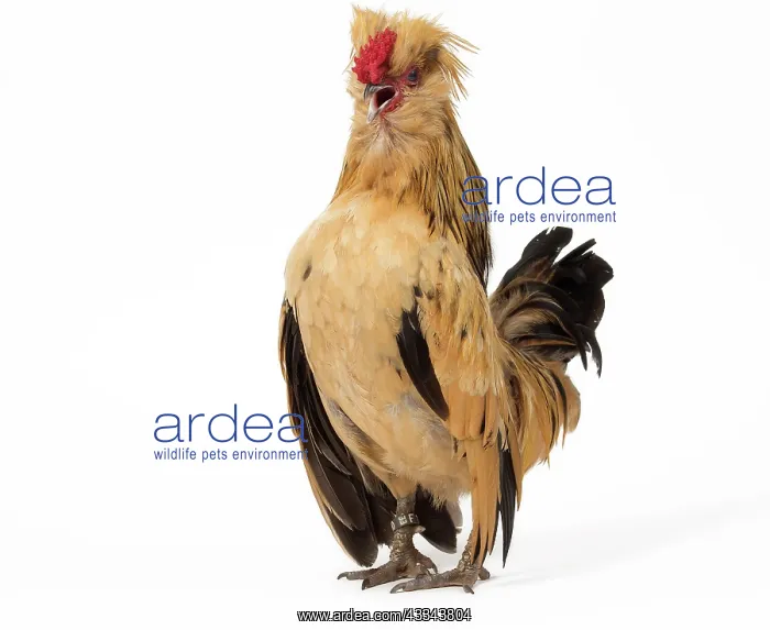 : 80200825 Chicken - Barbu de Watermael Jean-Michel : 80200825 Chicken - Barbu de Watermael Jean-Michel