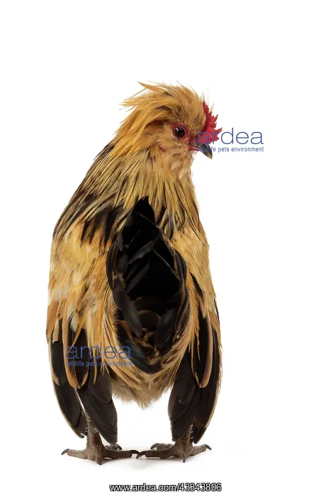 : 80200826 Chicken - Barbu de Watermael Jean-Michel : 80200826 Chicken - Barbu de Watermael Jean-Michel