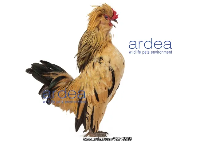 : 80200827 Chicken - Barbu de Watermael Jean-Michel : 80200827 Chicken - Barbu de Watermael Jean-Michel