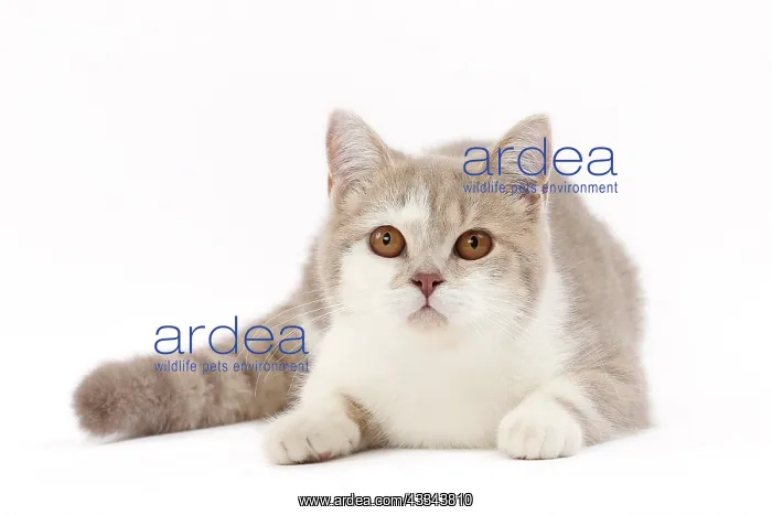 : 80200828 Cat - British Shorthair Jean-Michel Labat : 80200828 Cat - British Shorthair Jean-Michel Labat