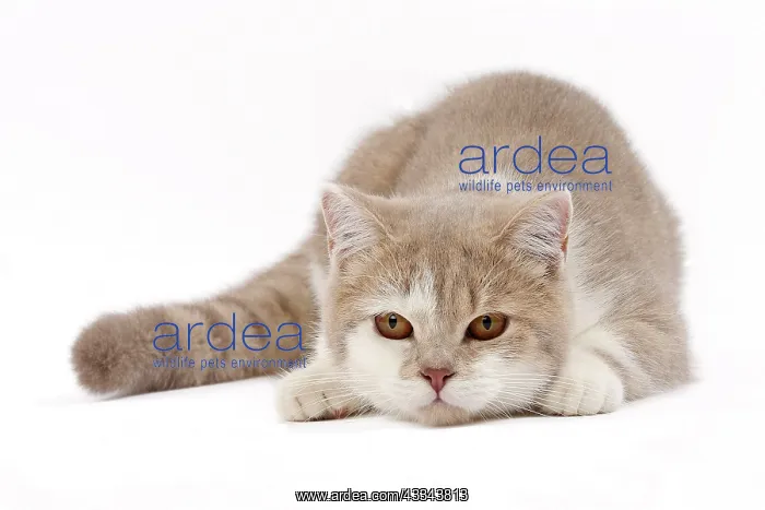  : 80200829 Cat - British Shorthair Jean-Michel Labat