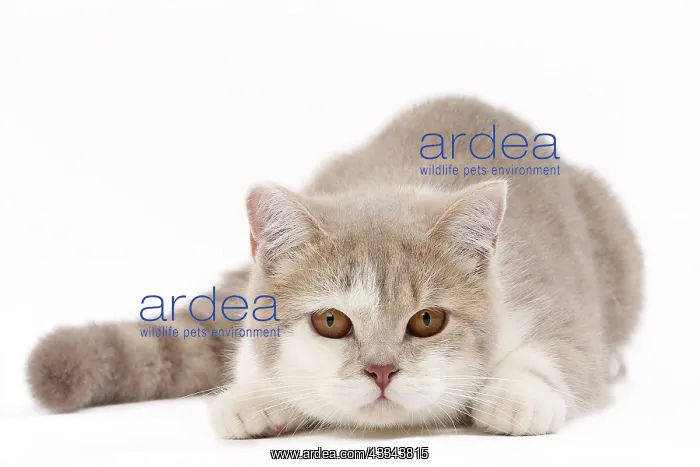 : 80200830 Cat - British Shorthair Jean-Michel Labat : 80200830 Cat - British Shorthair Jean-Michel Labat