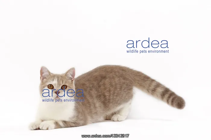: 80200831 Cat - British Shorthair Jean-Michel Labat : 80200831 Cat - British Shorthair Jean-Michel Labat