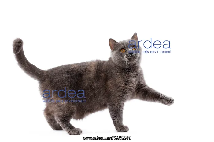 : 80200832 Cat - British Shorthair Jean-Michel Labat : 80200832 Cat - British Shorthair Jean-Michel Labat