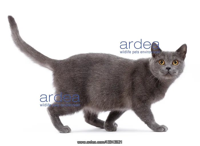: 80200833 Cat - British Shorthair Jean-Michel Labat : 80200833 Cat - British Shorthair Jean-Michel Labat
