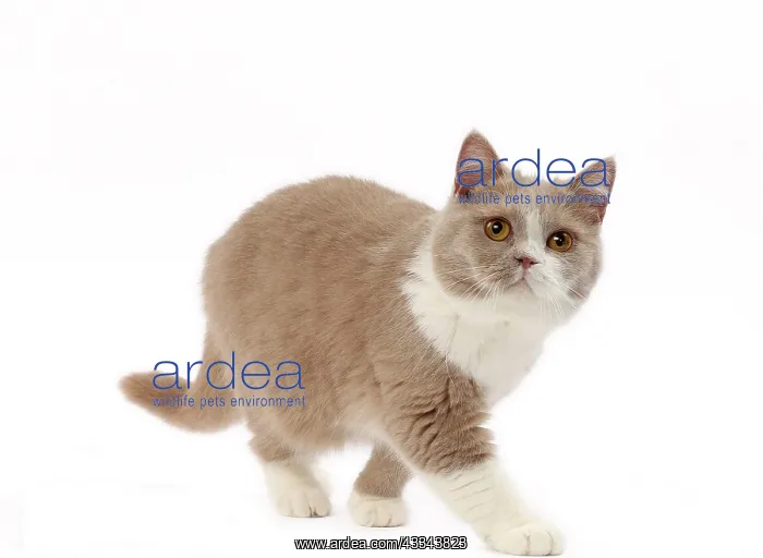 : 80200834 Cat - British Shorthair Jean-Michel Labat : 80200834 Cat - British Shorthair Jean-Michel Labat