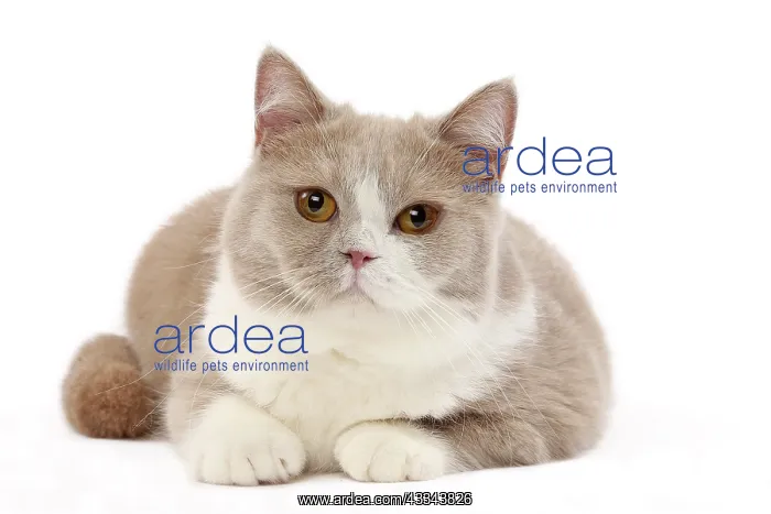 : 80200835 Cat - British Shorthair Jean-Michel Labat : 80200835 Cat - British Shorthair Jean-Michel Labat