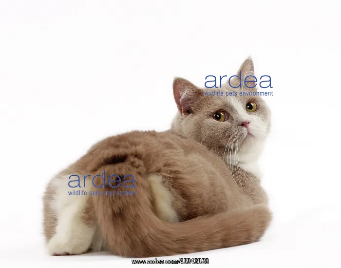  : 80200836 Cat - British Shorthair Jean-Michel Labat