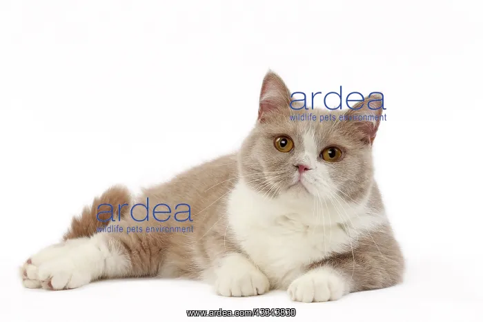 : 80200837 Cat - British Shorthair Jean-Michel Labat : 80200837 Cat - British Shorthair Jean-Michel Labat