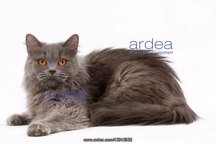 : 80200838 Cat - British Longhair Jean-Michel Labat : 80200838 Cat - British Longhair Jean-Michel Labat