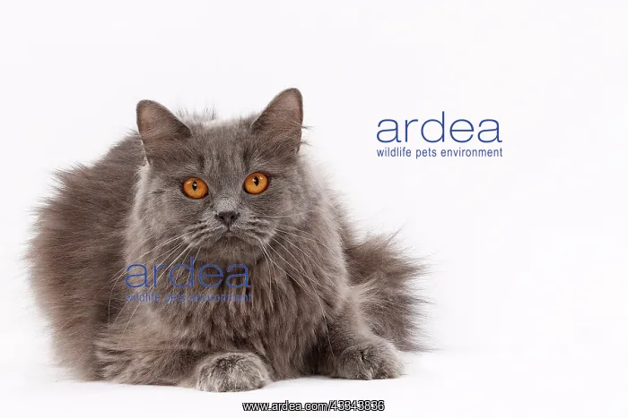 : 80200839 Cat - British Longhair Jean-Michel Labat : 80200839 Cat - British Longhair Jean-Michel Labat