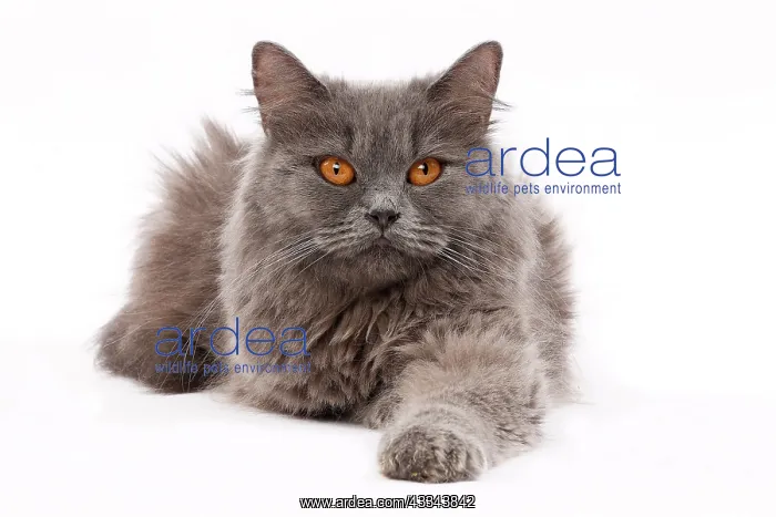 : 80200841 Cat - British Longhair Jean-Michel Labat : 80200841 Cat - British Longhair Jean-Michel Labat
