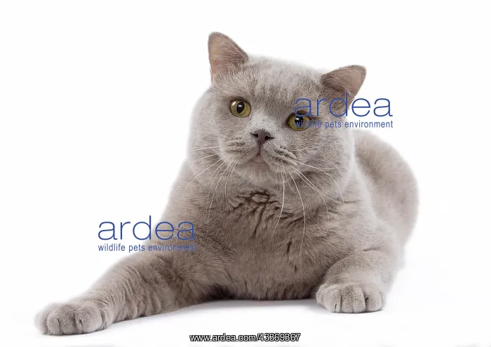 : 80200842 Cat - British Shorthair Jean-Michel Labat : 80200842 Cat - British Shorthair Jean-Michel Labat