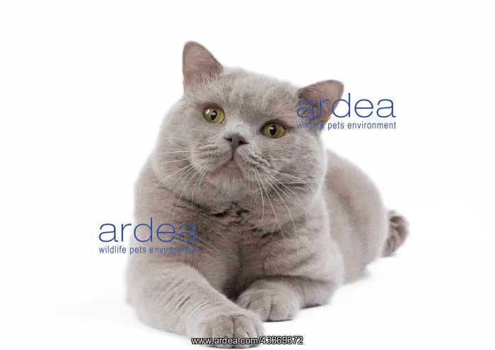 : 80200843 Cat - British Shorthair Jean-Michel Labat : 80200843 Cat - British Shorthair Jean-Michel Labat