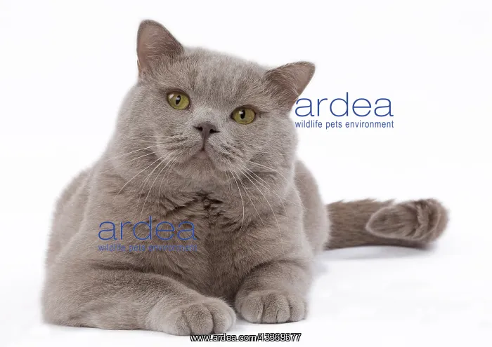 : 80200844 Cat - British Shorthair Jean-Michel Labat : 80200844 Cat - British Shorthair Jean-Michel Labat