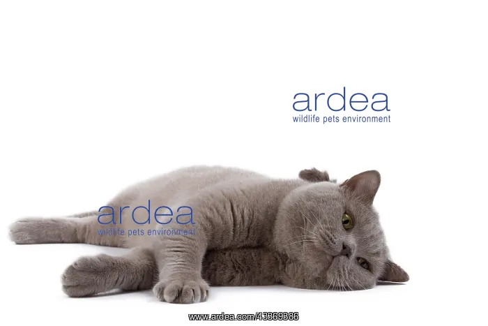 : 80200845 Cat - British Shorthair Jean-Michel Labat : 80200845 Cat - British Shorthair Jean-Michel Labat