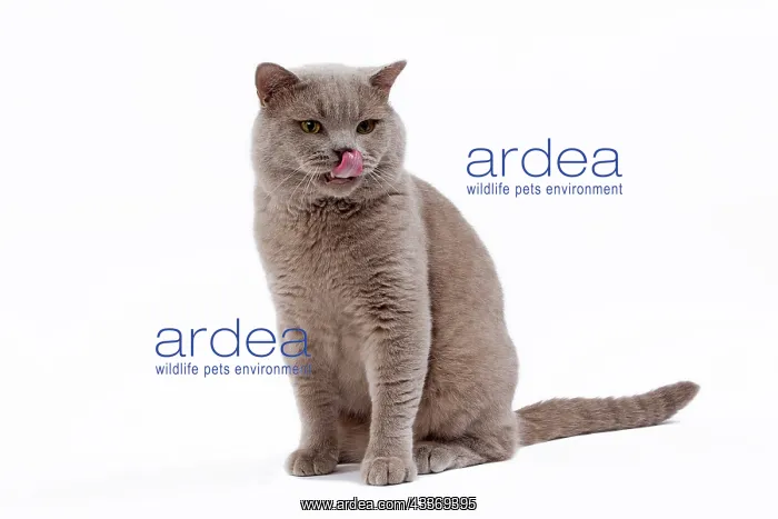 : 80200846 Cat - British Shorthair Jean-Michel Labat : 80200846 Cat - British Shorthair Jean-Michel Labat