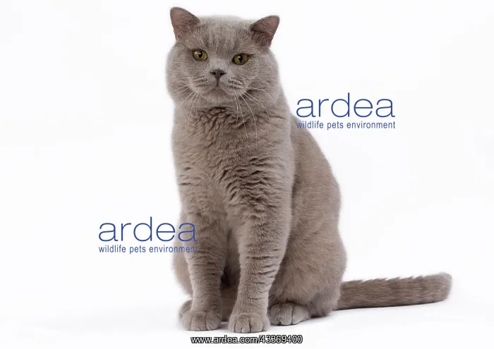 : 80200847 Cat - British Shorthair Jean-Michel Labat : 80200847 Cat - British Shorthair Jean-Michel Labat