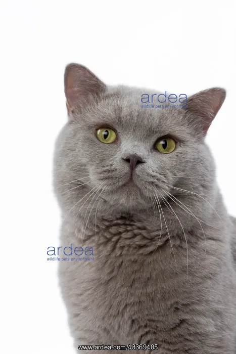 : 80200848 Cat - British Shorthair Jean-Michel Labat : 80200848 Cat - British Shorthair Jean-Michel Labat