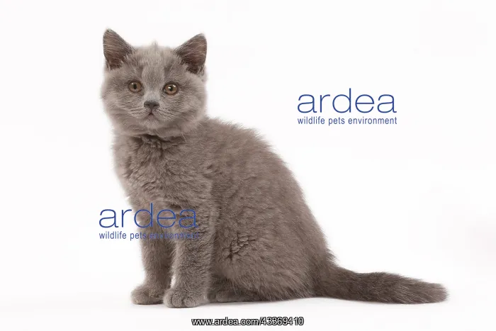 : 80200849 Cat - British Shorthair kitten Jean-Michel : 80200849 Cat - British Shorthair kitten Jean-Michel