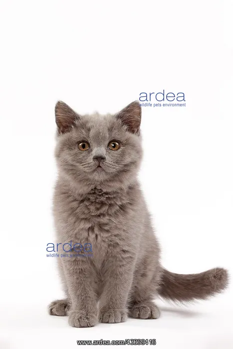: 80200850 Cat - British Shorthair kitten Jean-Michel : 80200850 Cat - British Shorthair kitten Jean-Michel