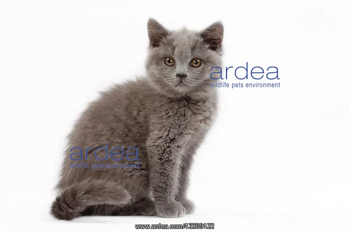 : 80200851 Cat - British Shorthair kitten Jean-Michel : 80200851 Cat - British Shorthair kitten Jean-Michel
