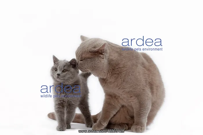 : 80200852 Cat - British Shorthair with kitten Jean-Michel : 80200852 Cat - British Shorthair with kitten Jean-Michel
