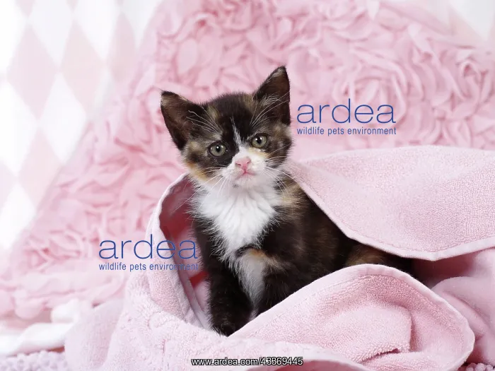 : 80200855 Cat - kitten Jean-Michel Labat All images : 80200855 Cat - kitten Jean-Michel Labat All images
