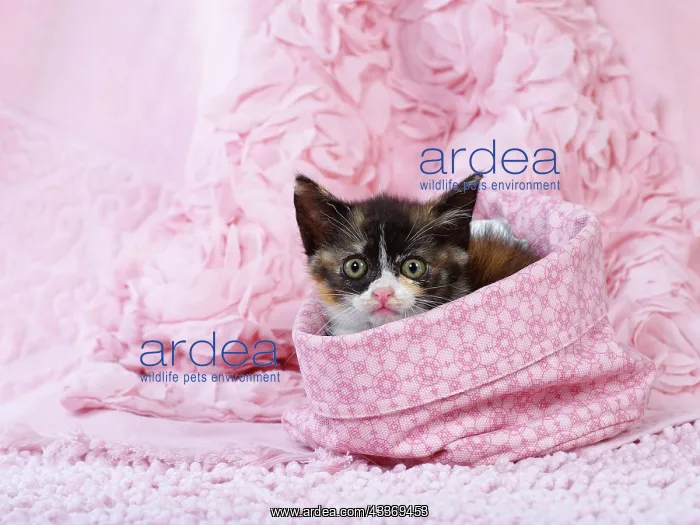 : 80200856 Cat - kitten Jean-Michel Labat All images : 80200856 Cat - kitten Jean-Michel Labat All images