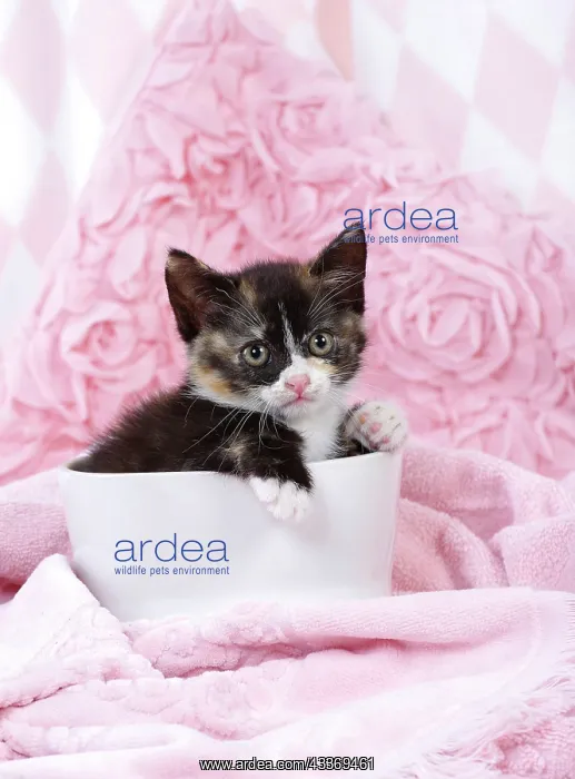 : 80200857 Cat - kitten Jean-Michel Labat All images : 80200857 Cat - kitten Jean-Michel Labat All images